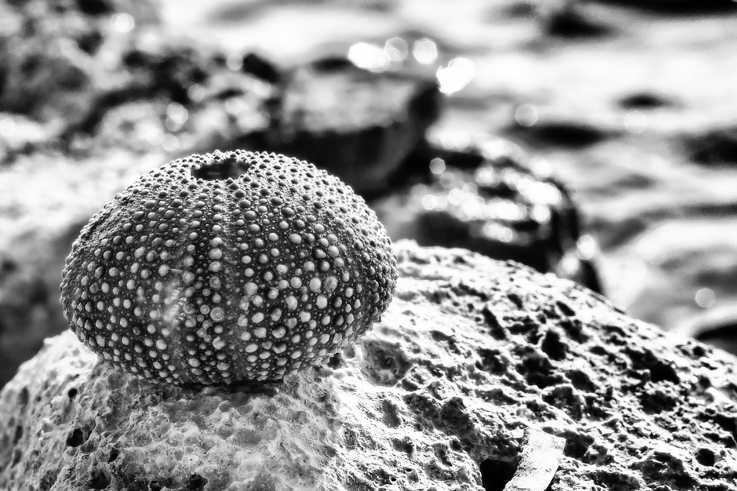 Bestseller
