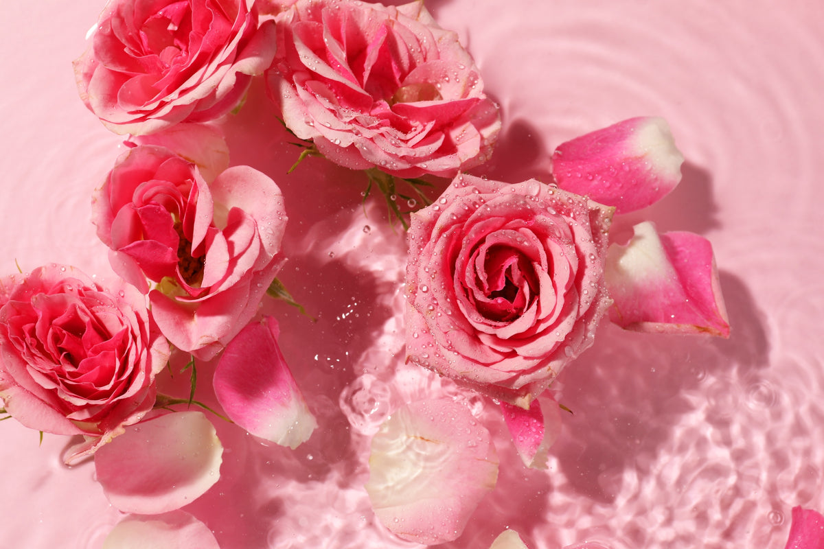 Rosa Rosenblüten im Wasser – Bio Rosenhydrolat aus der Damaszener Rose