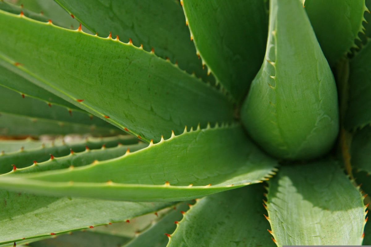 Bio Aloe Vera