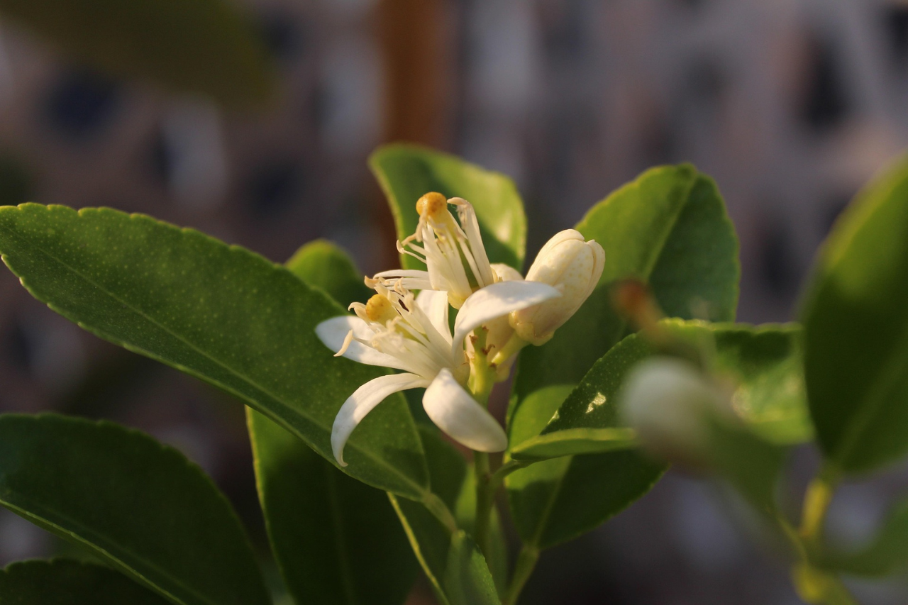 Ätherisches Neroliöl