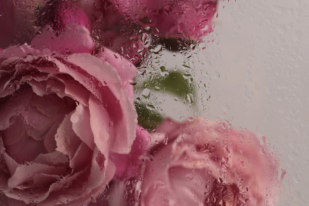    Rosa Rosenblüten hinter Glas mit Wassertropfen – Rosenwasser und Rosenhydrolat