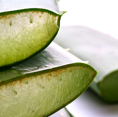 Aufgeschnittene Aloe-Vera-Blätter in Nahaufnahme – Bio-Aloe-Vera in der Calm Breeze Routine von BARAU