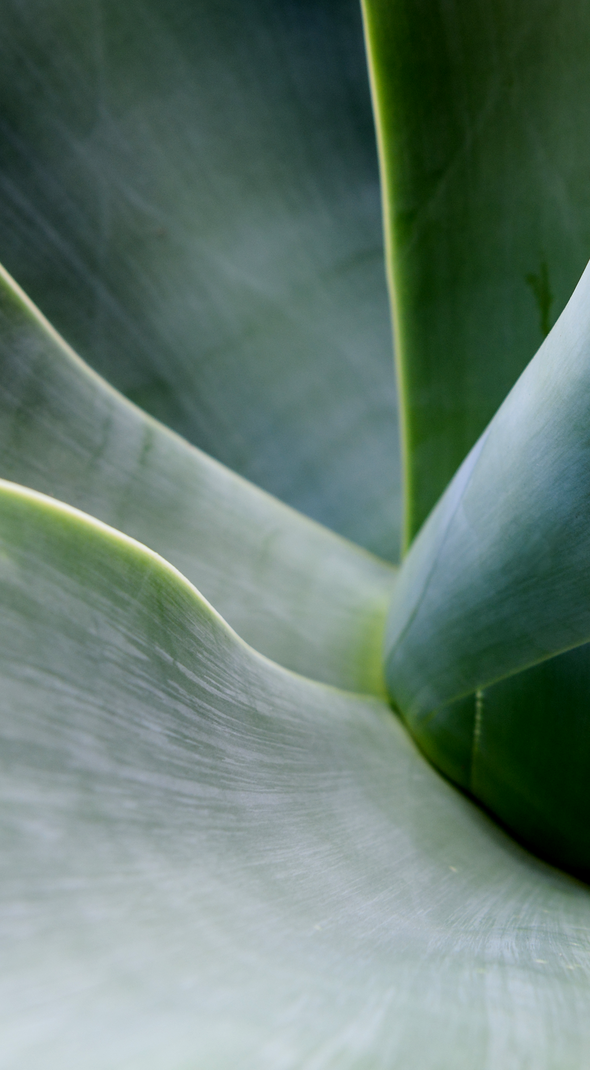 Natürliche, bio-zertifizierte Inhaltsstoffe
