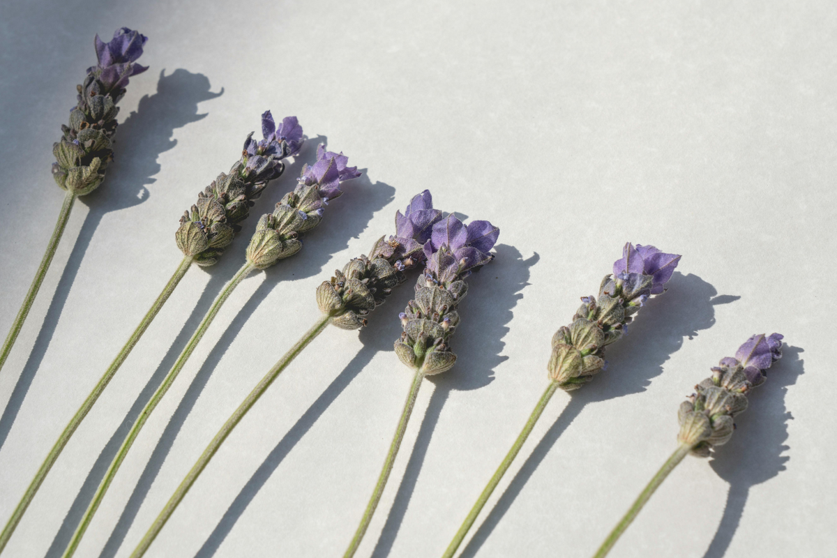 Lavendelblüten auf hellem Stein – Lavendelöl in der BARAU Naturkosmetik
