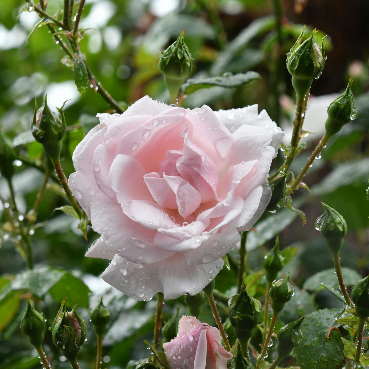 Bio Rosenhydrolat aus der Damaszener Rose