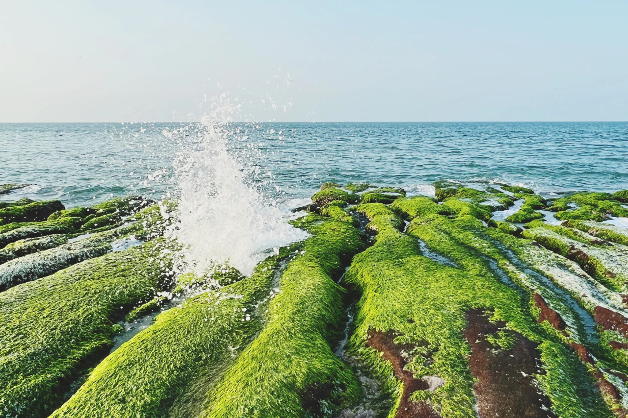 Colágeno Marino - Beneficios para piel y cabello