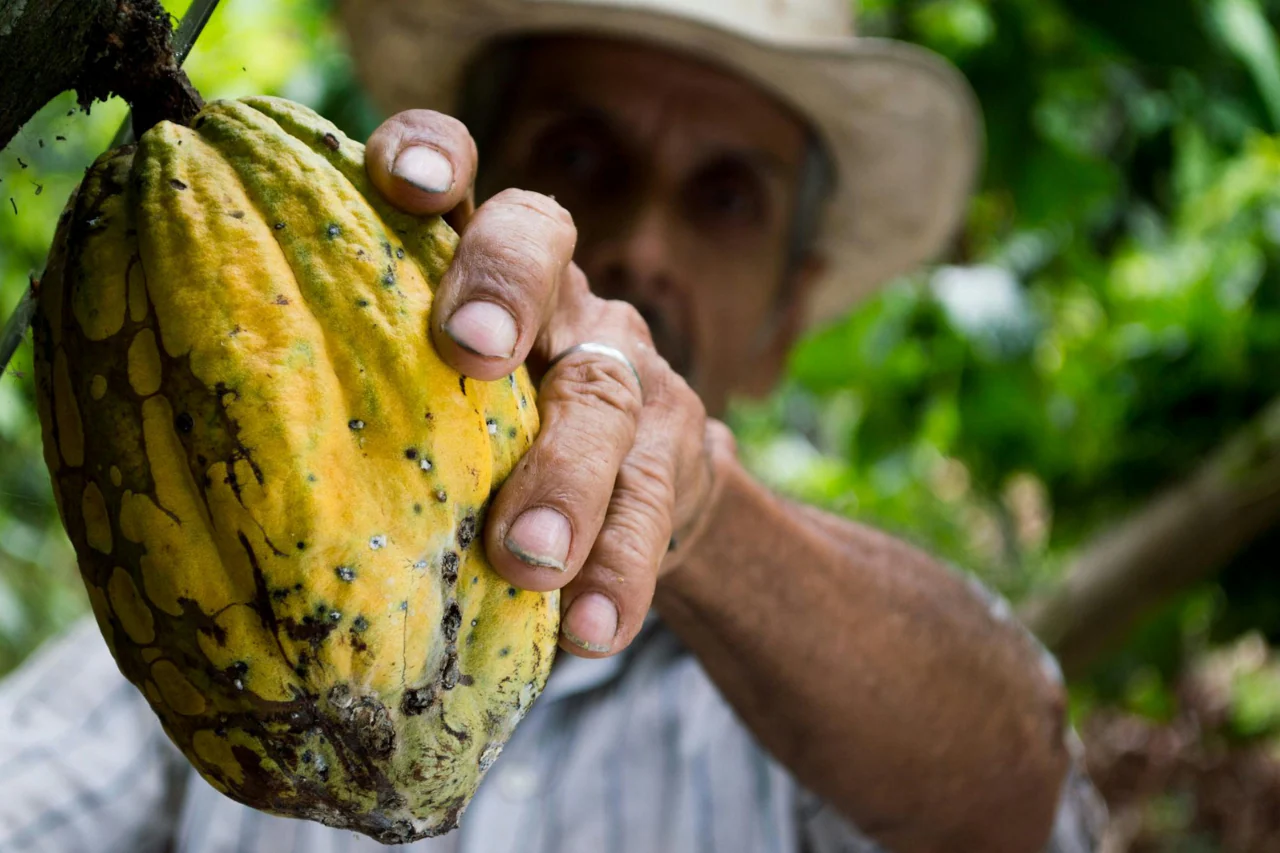 Manteca de Cacao Ecológica - Árbol de cacao